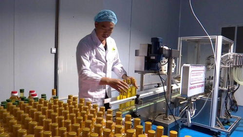 科技創(chuàng)新助力榕江山茶油產(chǎn)業(yè)實(shí)現(xiàn)自動化生產(chǎn)